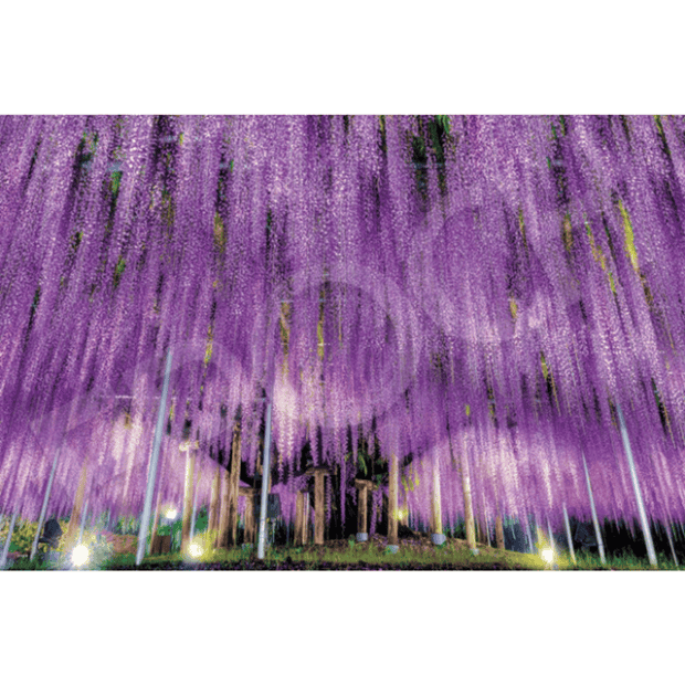 風景-42-紙質-紫藤花.PNG