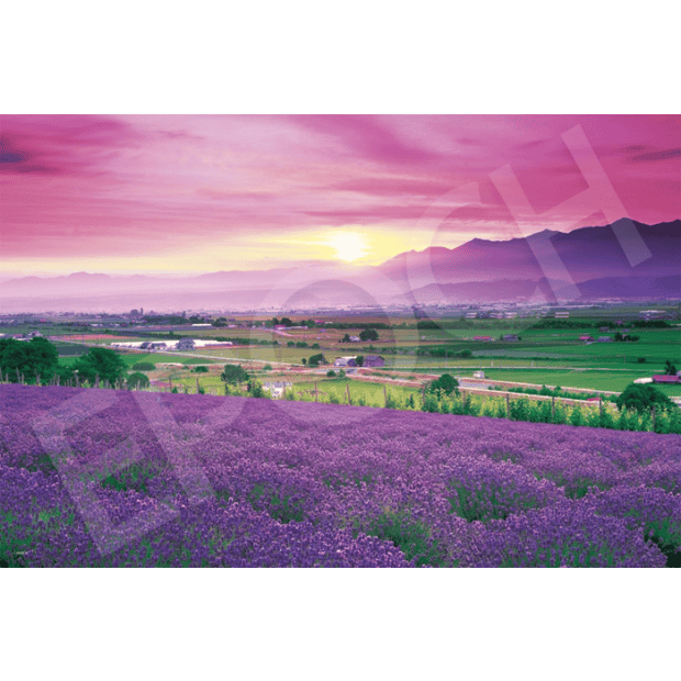 風景-44-紙質-薰衣草花田-富良野-北海道.PNG