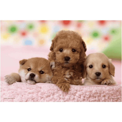 動物-2-紙質-狗.PNG