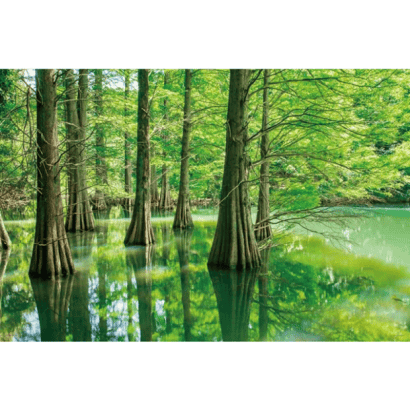 風景-22-紙質-神秘森林的落羽松-福岡-九大之森.PNG