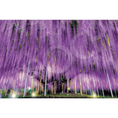 風景-42-紙質-紫藤花.PNG
