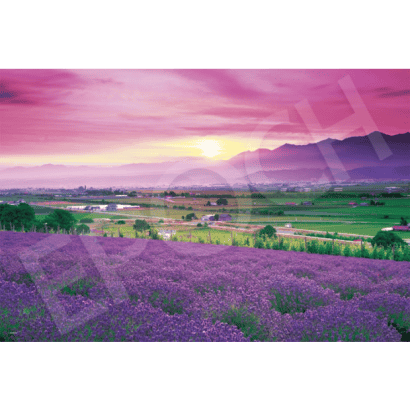 風景-44-紙質-薰衣草花田-富良野-北海道.PNG