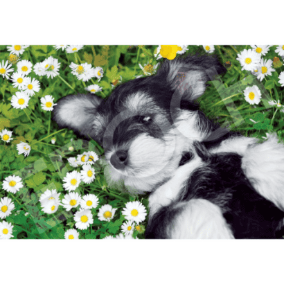 雪納瑞-1-在花田被捉住-動物.PNG